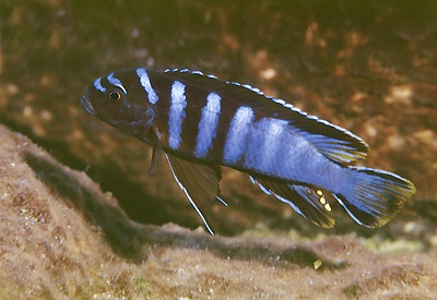 Cynotilapia chilundu 'Taiwanee Reef'